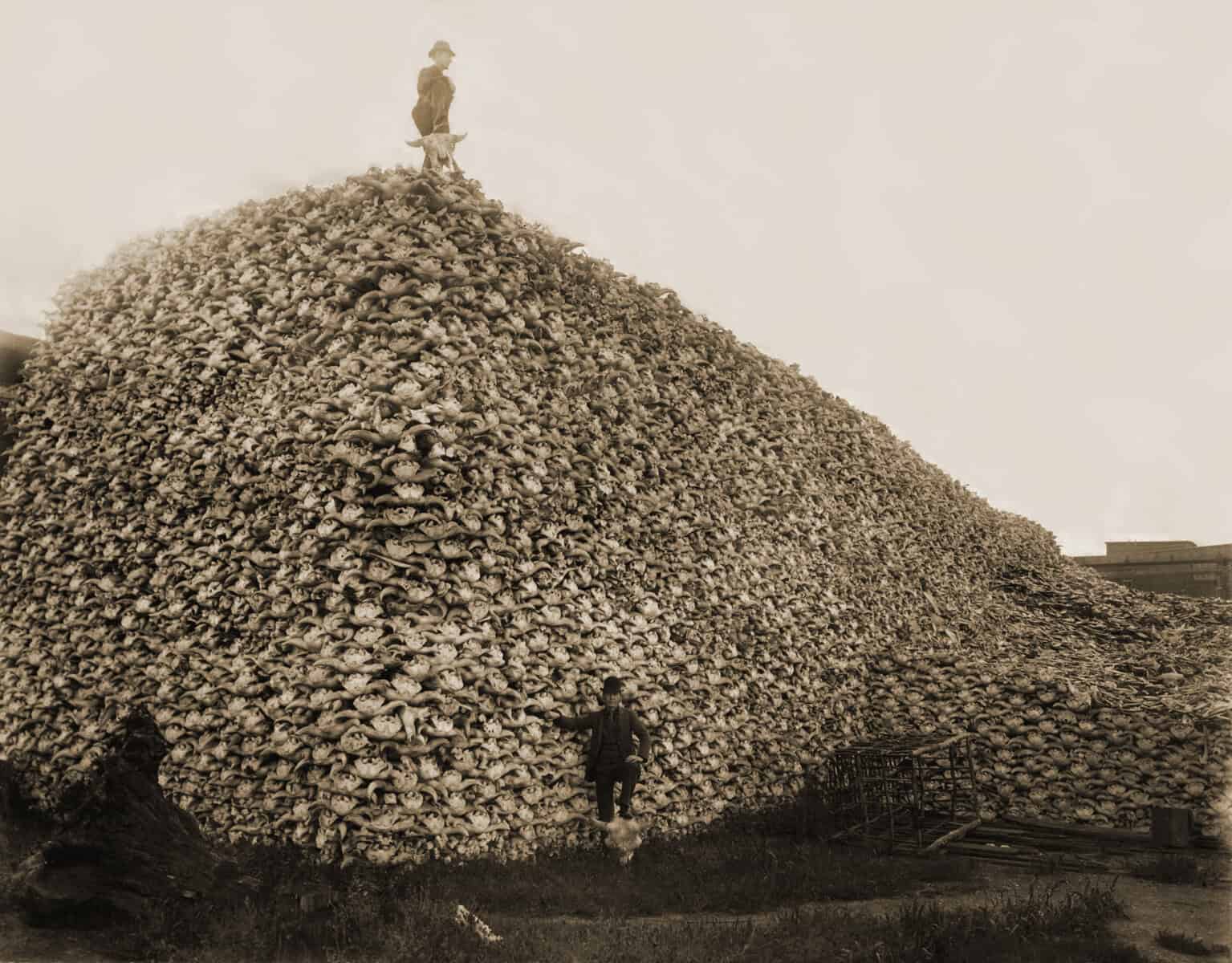 Industrial scale bison skull pile at Michigan Carbon Works 1892 documenting the Sharps Rifle era buffalo slaughter